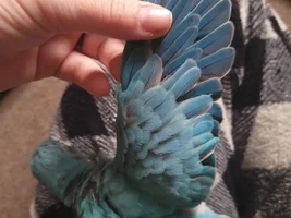 What's the color mutation?