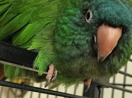 28 year old Blue Crowned Conure questions