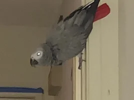 More on Birds aren’t real