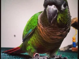 Hi..newbie from south australia