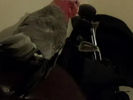 Galah Preparations!