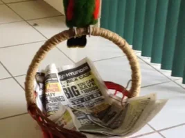 Olivander the rescue eclectus.