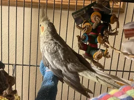 Help! Possible broken wing???