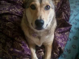 My corgi mix Athena