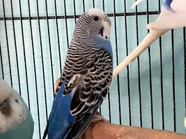 The Bubble Budgies!