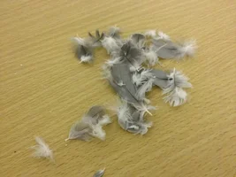 Malting or plucking?