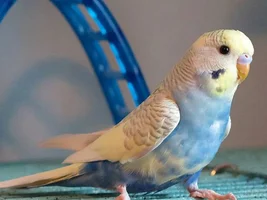 How many birds in parrot forums ?