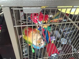 Possible Fall from top of cage?