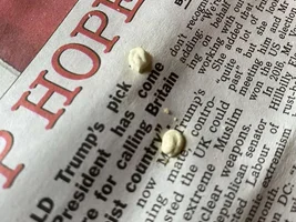 Unusual parrotlet poop