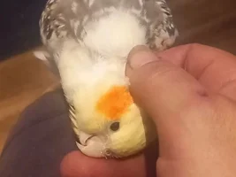 Cockatiel Personalities :: got any stories?!