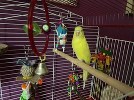 Help selecting a cage?