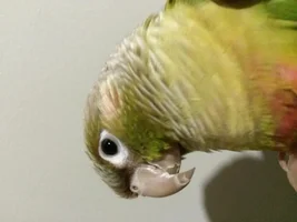 There is something wrong with my Conure's beak! :-(