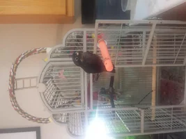 Love my new dusky pionus Storm