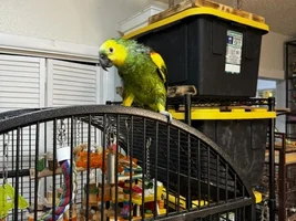 Meet some of our Rescue Birds!
