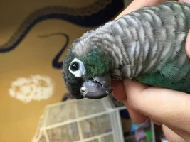Conure has yellow bump on nostril