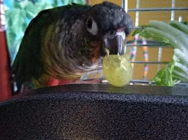 Post pics of your moulting birds here!
