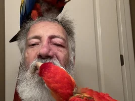 Louie the gigantic Scarlet Macaw