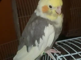 Texas Tiels Thread.