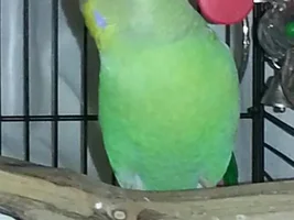 Tinkerbelle