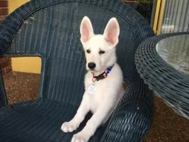 Puppy & Oliver Update!