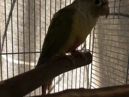 Grief of a birdy and taming a new one