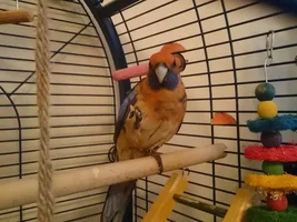 new bird and keeper needs a small bit of advice.