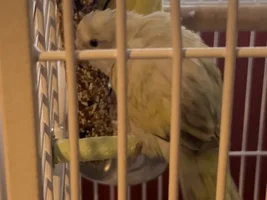 New quacker 3months old