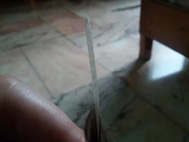 Feathers dropping?