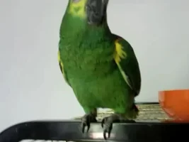 How old does this Amazon look