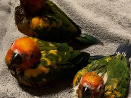 Baby sun conures!