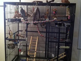 Cockatiel Cage