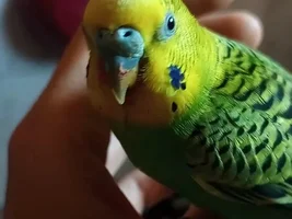 Help, lipoma in Budgie belly