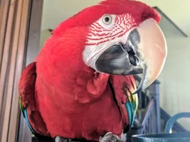 Our macaw seems sick, help