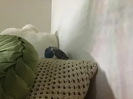 How to tell if a parakeet’s wing is broken? Update: Wink is doing well!