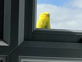 Budgie found Tyldesley, Manchester, England