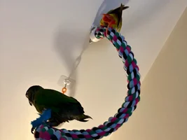 Introducing Yuri! Ona’s New Sister!