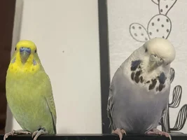 New Budgie, New Behaviors