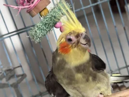 Urgent Help needed. Cocktail has a pink eye