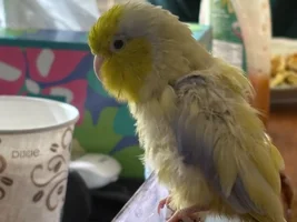 Feather shredding??