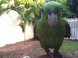 My New Pet Amazon