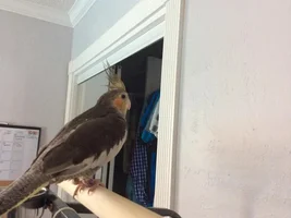 Pink Beak