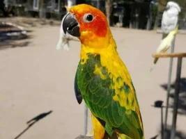 Female conure?