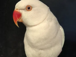What color is he?