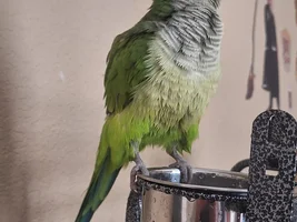 Bathing