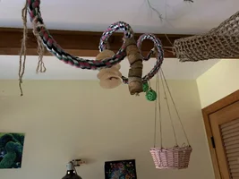 The Ins, Outs, and Upside Downs of Budgie Parenting