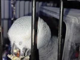 How does your birdie greet you in the morning?