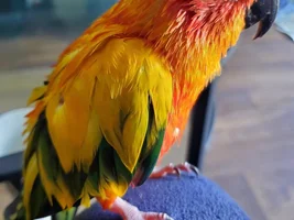 Wet birdies!