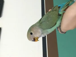 Name that lovebird!