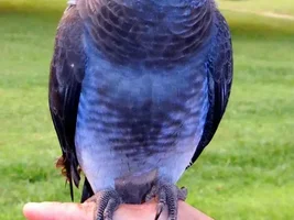 Getting a baby Timneh!