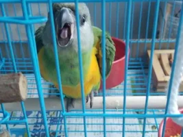 Do I need to forcefeed young parrot?